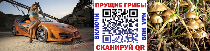 продажа наркотиков  Чишмы  Галлюциногенные грибы Psilocybe 